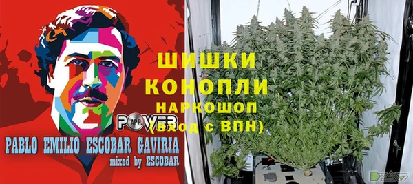 прущие грибы Заволжск