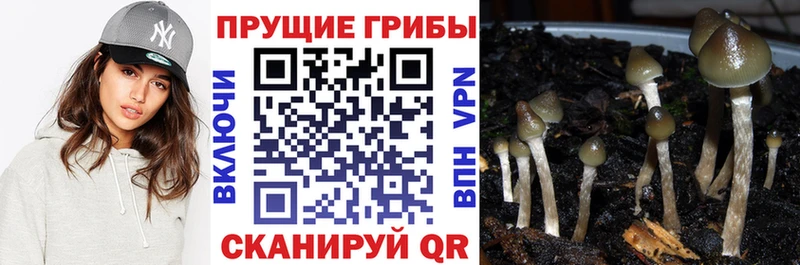 кракен ССЫЛКА  Великие Луки  Галлюциногенные грибы прущие грибы 